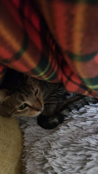 Why doesn't my cat want to go to bed?