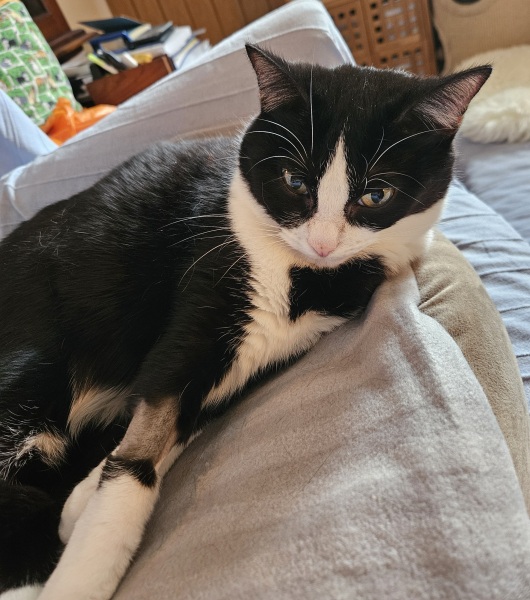 Has anyone's cat had a random viral infection?