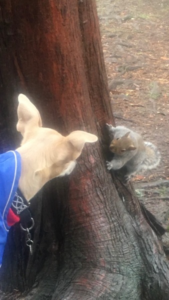 Which dog?