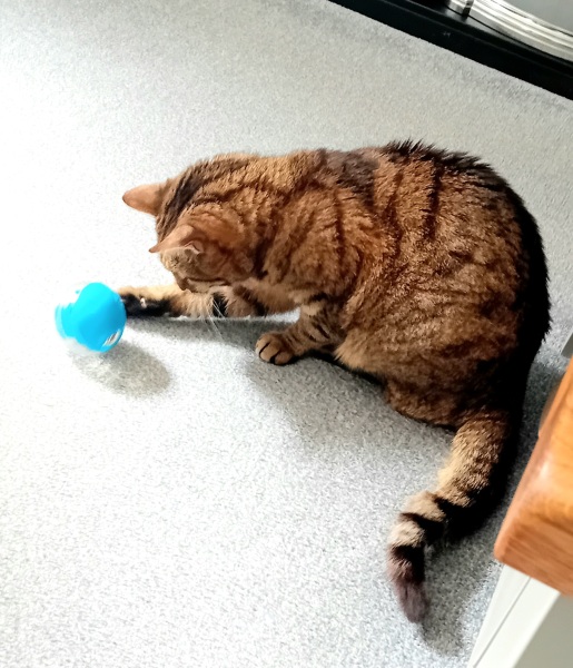 If your cat did OLD, what profile picture would she/he use?