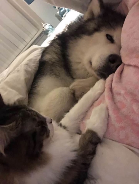 To have the dog in the bed with us?