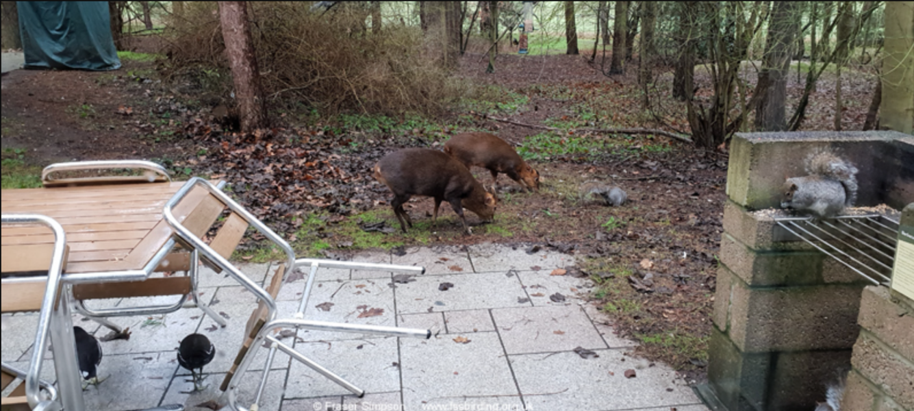 To think Whinfell Center Parcs should not have feral cats