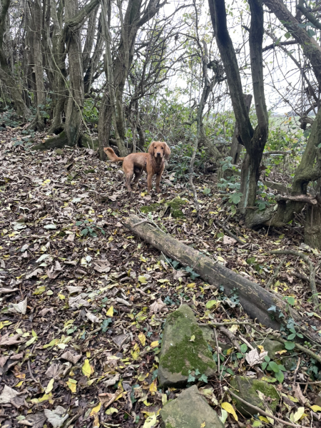 Adolescent Dog Survival...Sharing Tips & Tails