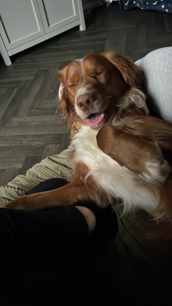Adolescent Dog Survival...Sharing Tips & Tails