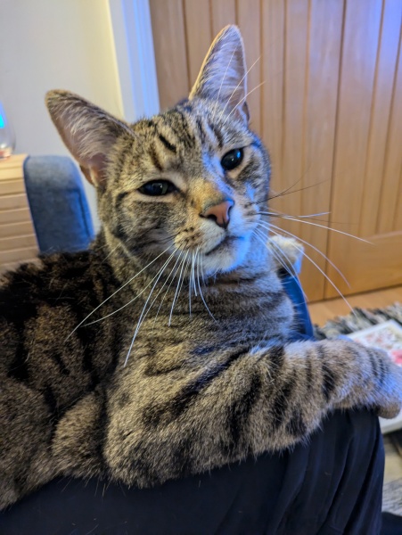"Sludgy" bladder - anyone else's cat had this?