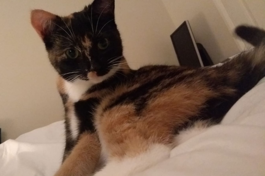 If your cat did OLD, what profile picture would she/he use?