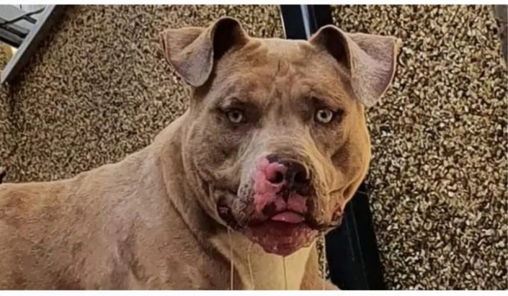 Play date in XL Bully house