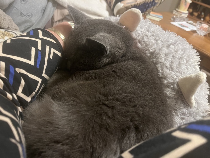 Trick or Cat Treat? The Excellent Cats do Halloween