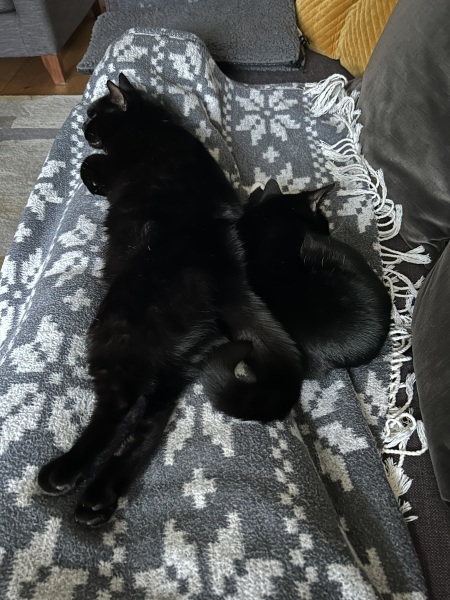 Thread 11 Starmer: Will that Phone Call Be To Harris or to Trump? (the decidedly superior looking cats thread)