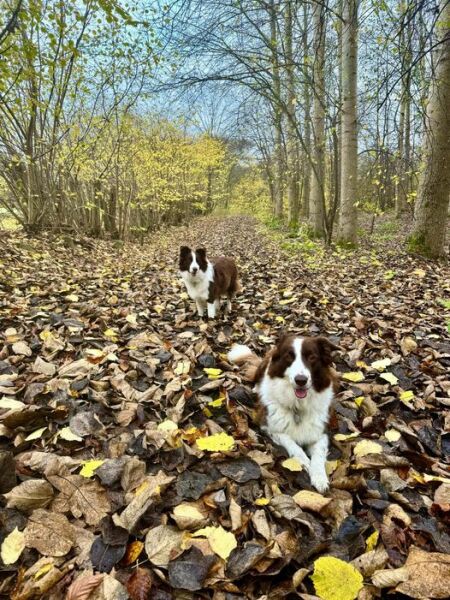 Royal Style: Welcome to the Court of the Dragon Queen!