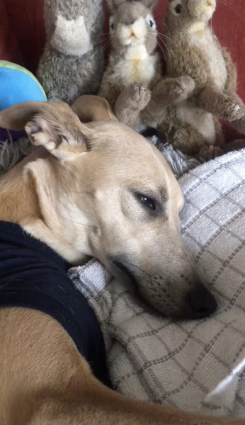My 3 year old whippet (who is in season) had (unprotected!) sex!!