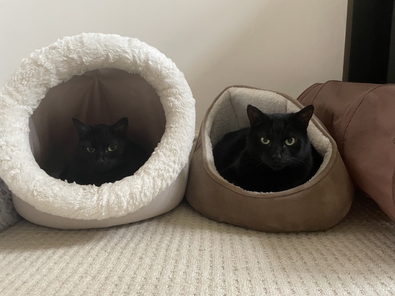 Thread 11 Starmer: Will that Phone Call Be To Harris or to Trump? (the decidedly superior looking cats thread)