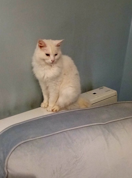 Trick or Cat Treat? The Excellent Cats do Halloween