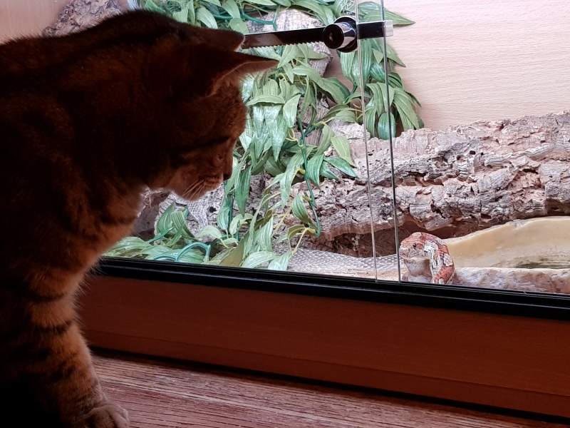 Trick or Cat Treat? The Excellent Cats do Halloween