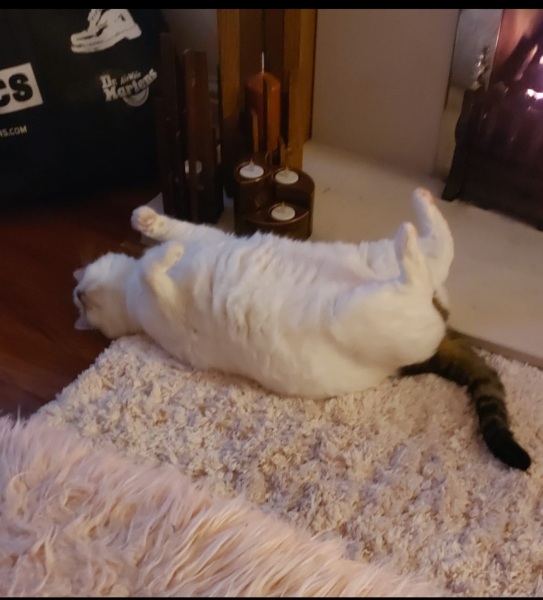 If your cat did OLD, what profile picture would she/he use?