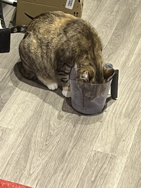 Trick or Cat Treat? The Excellent Cats do Halloween