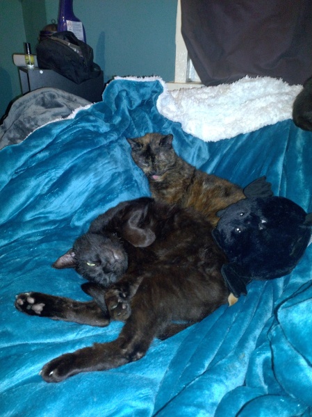 Trick or Cat Treat? The Excellent Cats do Halloween