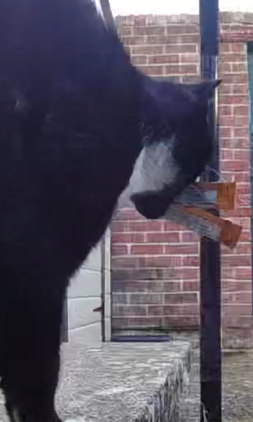 Neighbour doesn’t want cats walking on her fence