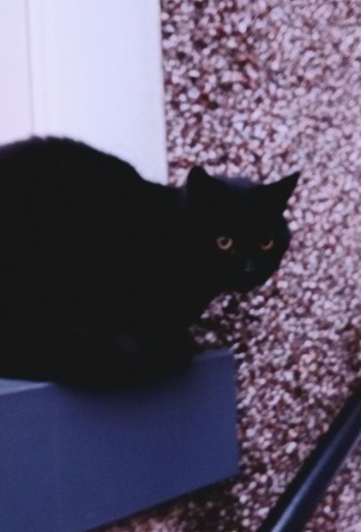 Trick or Cat Treat? The Excellent Cats do Halloween