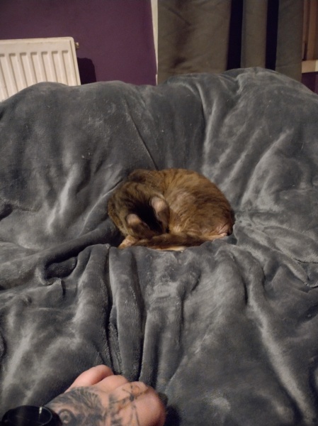 Trick or Cat Treat? The Excellent Cats do Halloween