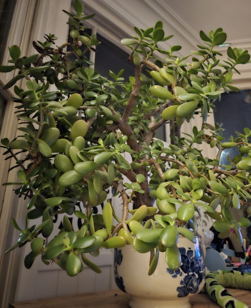 Houseplant pots - large!