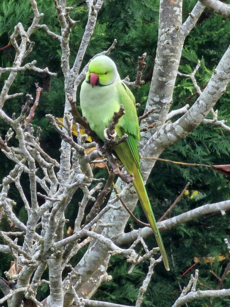 Trick or Cat Treat? The Excellent Cats do Halloween