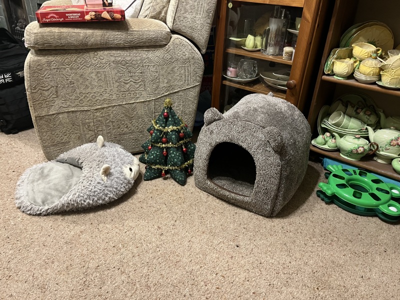 Trick or Cat Treat? The Excellent Cats do Halloween