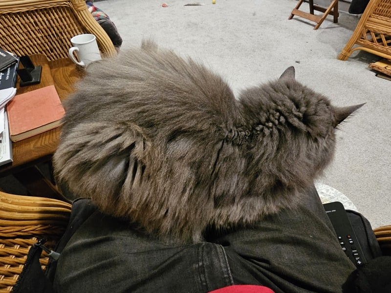 Trick or Cat Treat? The Excellent Cats do Halloween