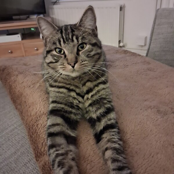New Cat....what should i feed him?