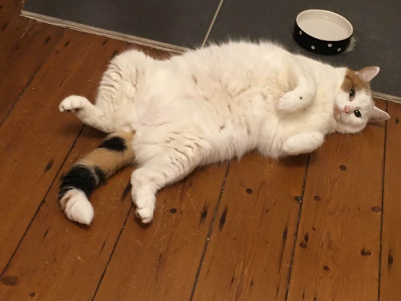 Trick or Cat Treat? The Excellent Cats do Halloween