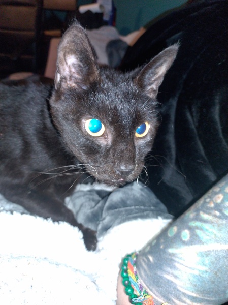 Trick or Cat Treat? The Excellent Cats do Halloween