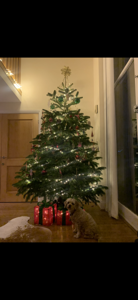 Show us your Christmas trees