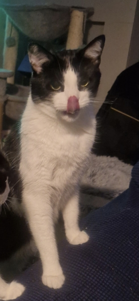 If your cat did OLD, what profile picture would she/he use?