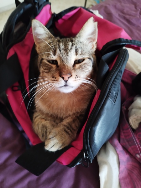 If your cat did OLD, what profile picture would she/he use?