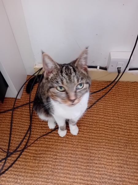 If your cat did OLD, what profile picture would she/he use?