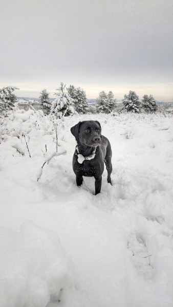Adolescent Dog Survival...Sharing Tips & Tails