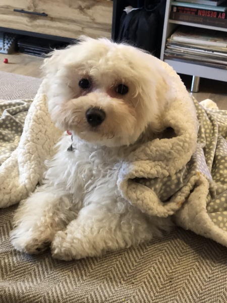 Puppy Survival Thread for New and Old Pups - here comes winter 2024