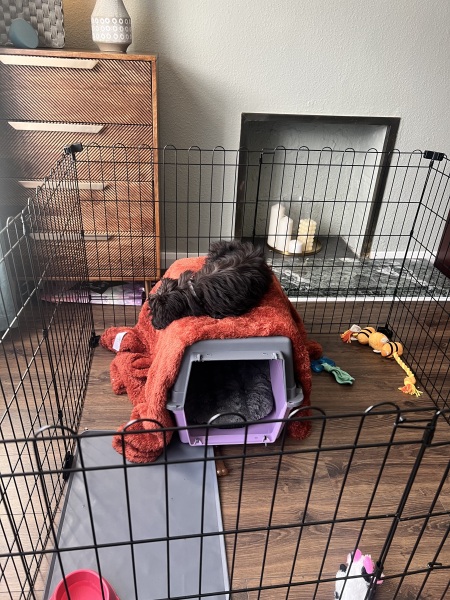 Puppy Survival Thread for New and Old Pups - here comes winter 2024