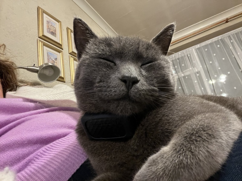 If your cat did OLD, what profile picture would she/he use?