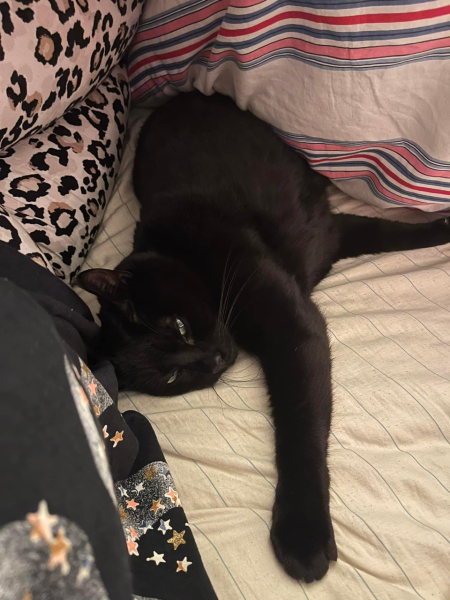 To have the dog in the bed with us?