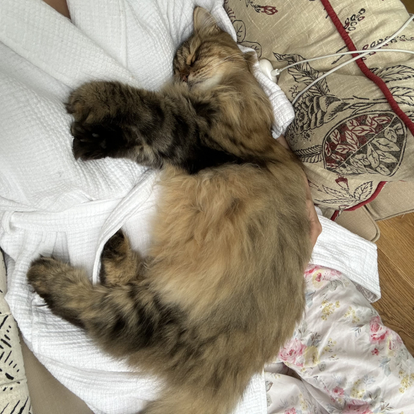 How dangerous are hairballs?
