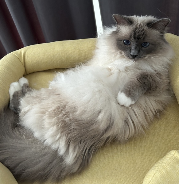 If your cat did OLD, what profile picture would she/he use?