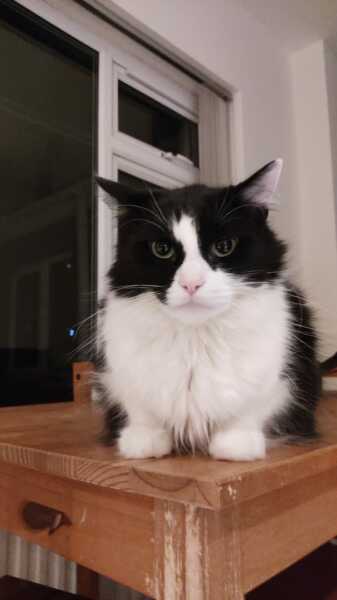 If your cat did OLD, what profile picture would she/he use?