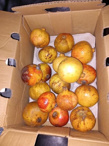 Mounjaro / Wegovy with > 5st / 30kg to lose: Thread 3