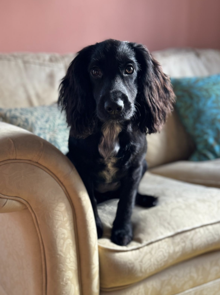 Puppy Survival Thread for New and Old Pups - here comes winter 2024