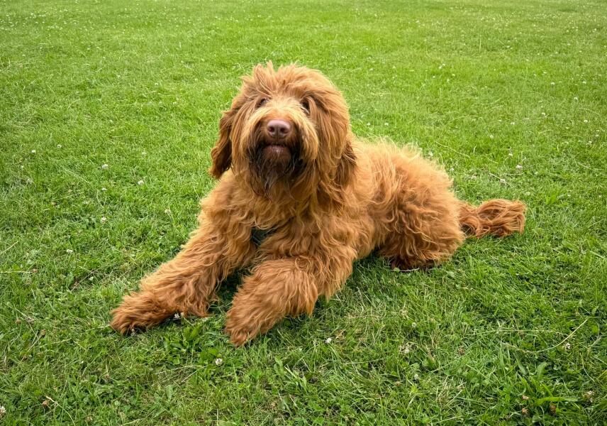 Which breed?