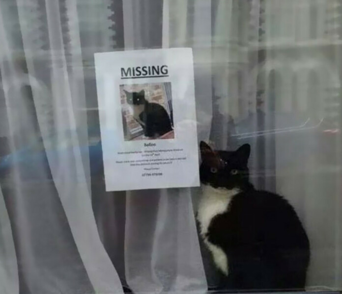 My cat is missing