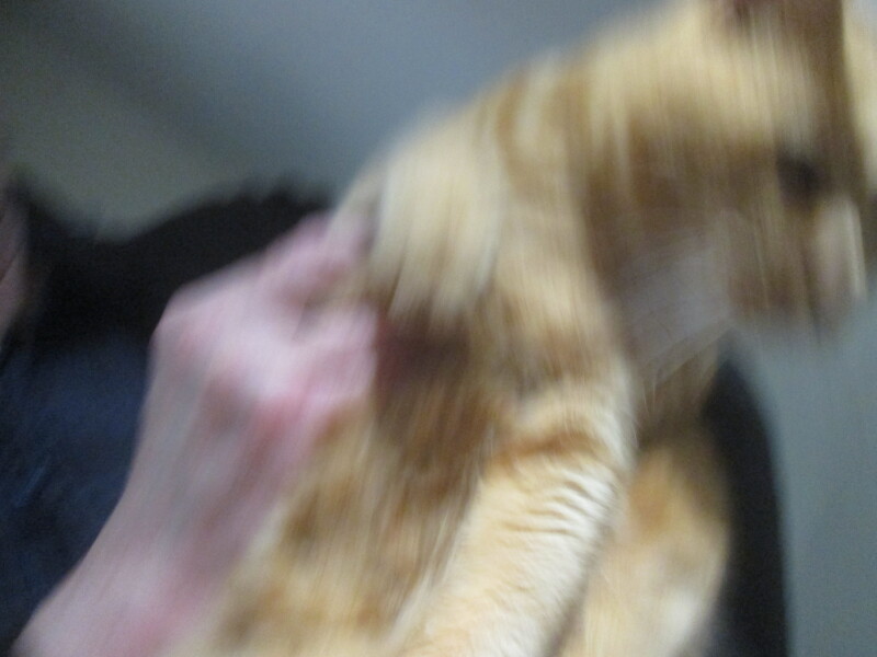 Bluestocking: Do androids dream of electric hair?