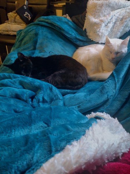 Trick or Cat Treat? The Excellent Cats do Halloween