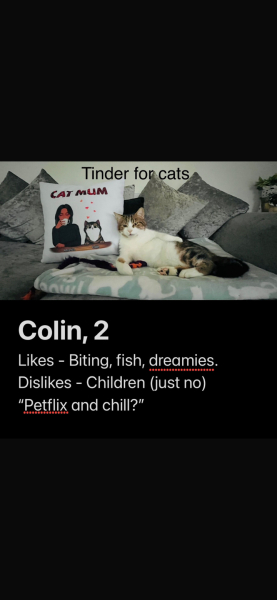 If your cat did OLD, what profile picture would she/he use?